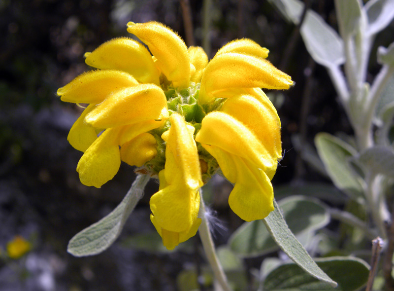 Phlomis fruticosa